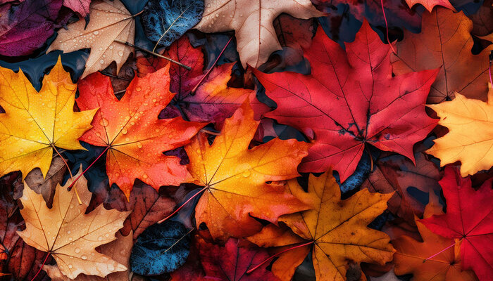 Herbstleid – Herbstfreud